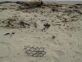IMG-20161127-WA0002