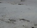 IMG-20161128-WA0010